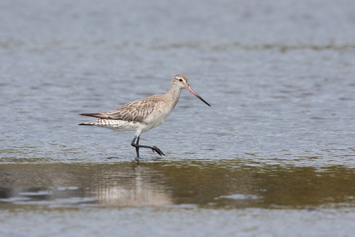 Bar-tailed Godwit - Mike Andersen