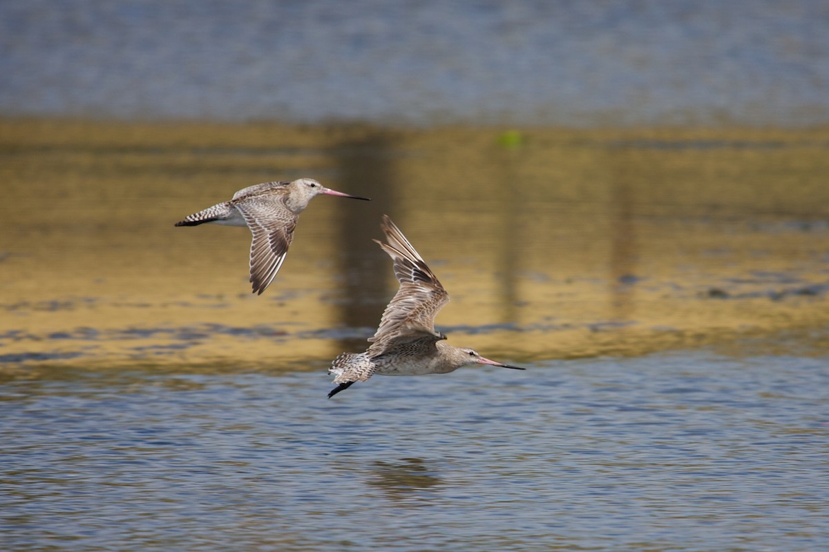 Bar-tailed Godwit - Mike Andersen