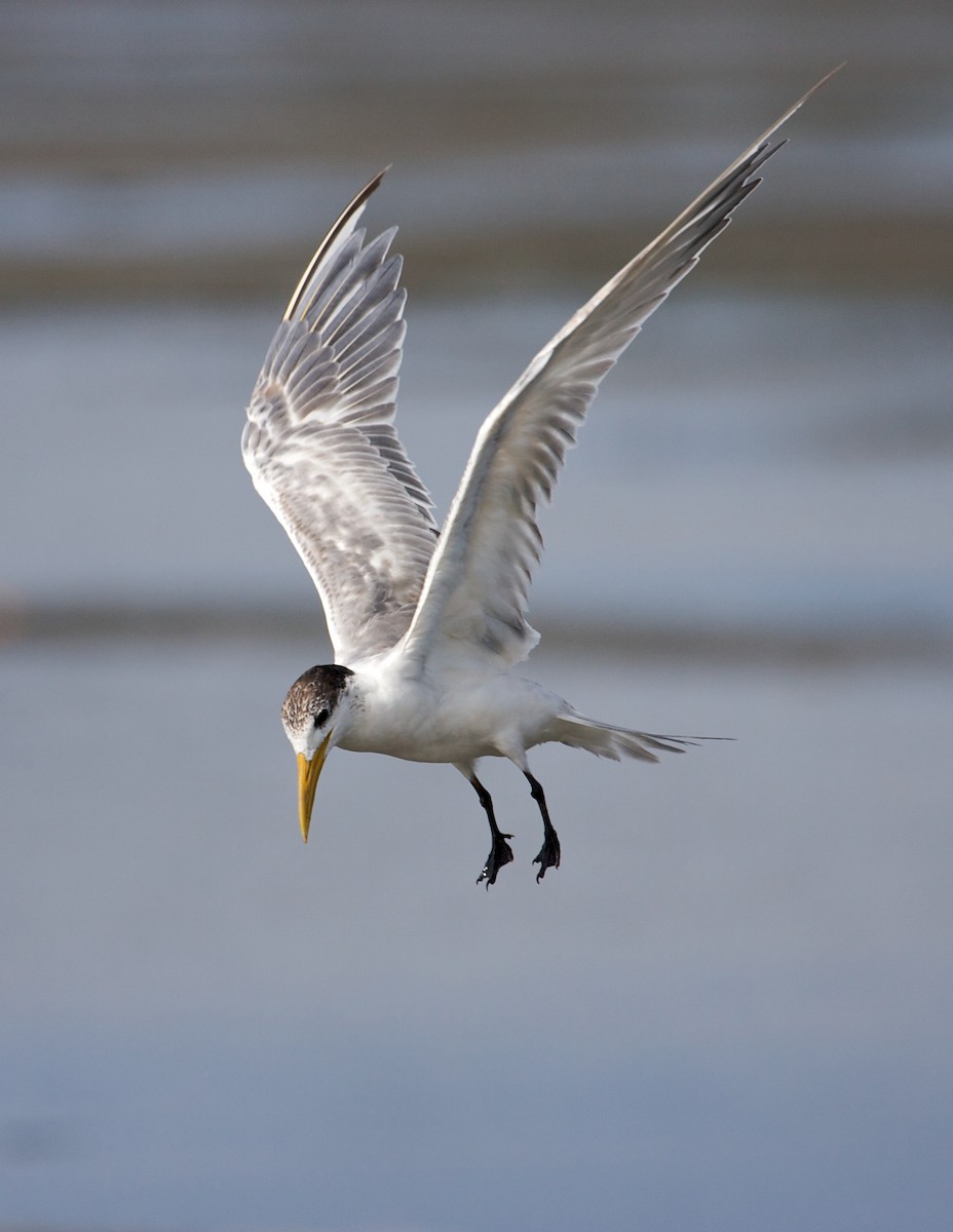 Great Crested Tern - Mike Andersen
