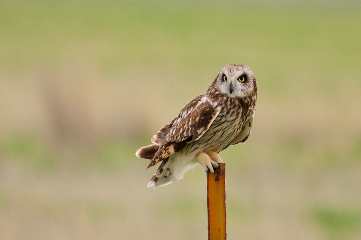 Short-eared Owl - Mike Andersen