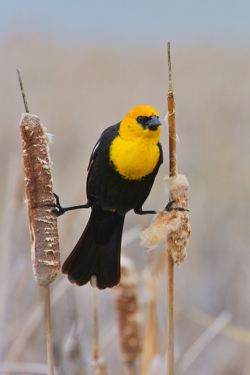 Yellow-headed Blackbird - Mike Andersen