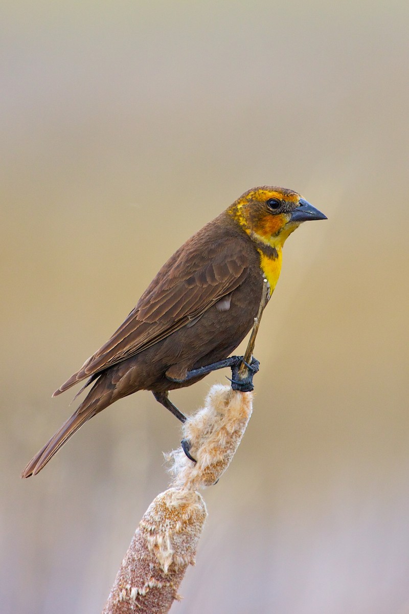 Yellow-headed Blackbird - Mike Andersen