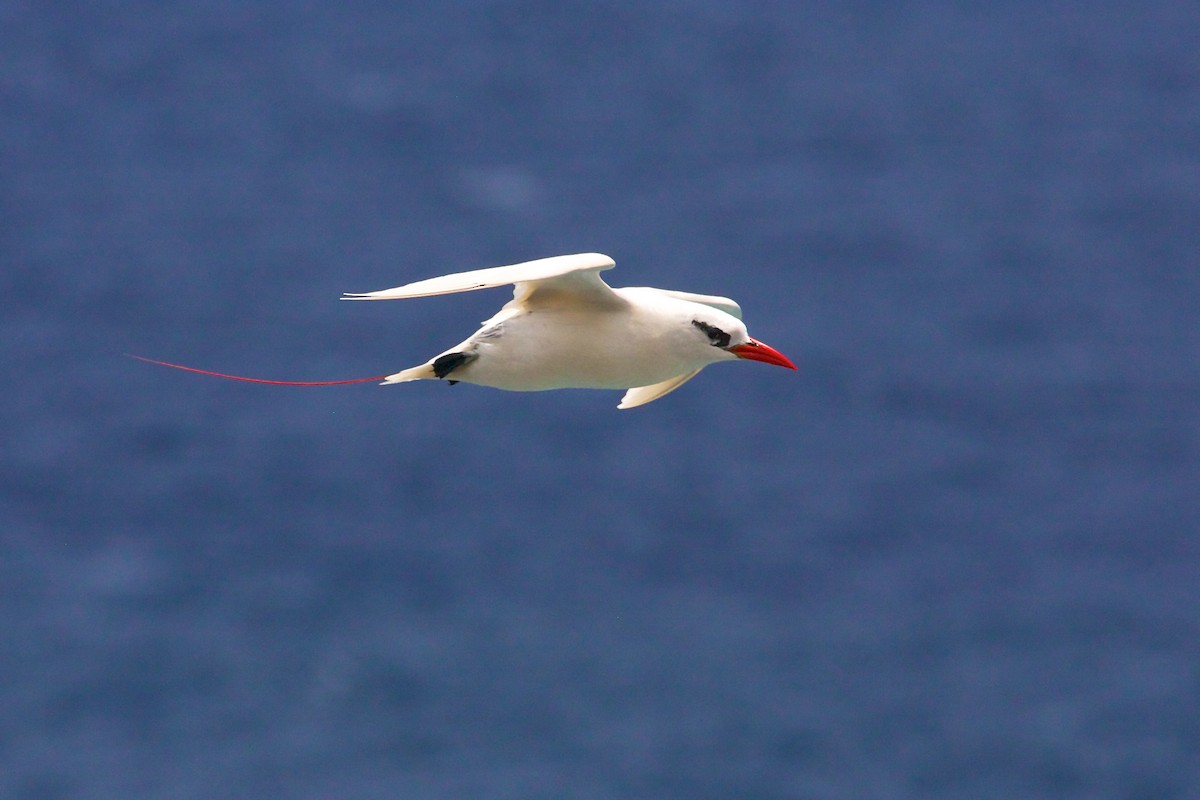 Red-tailed Tropicbird - ML139080491