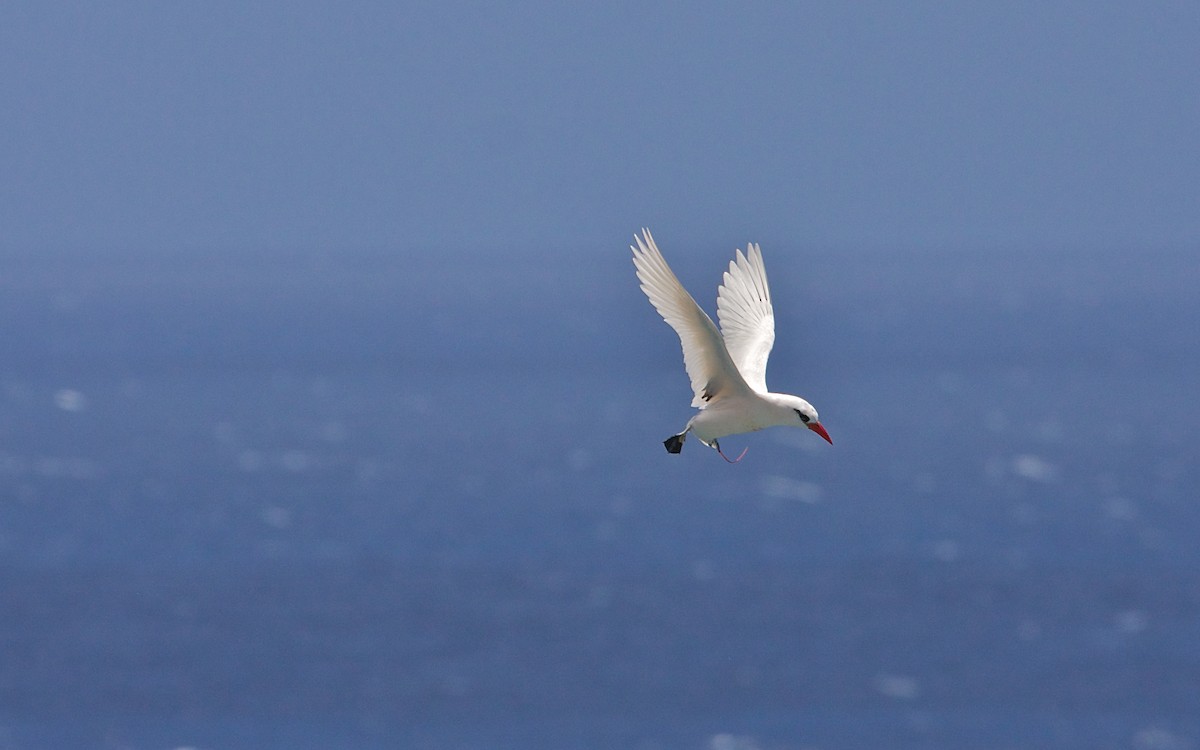 Red-tailed Tropicbird - ML139080501