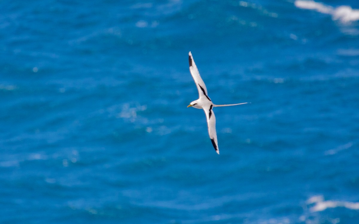 White-tailed Tropicbird - Mike Andersen
