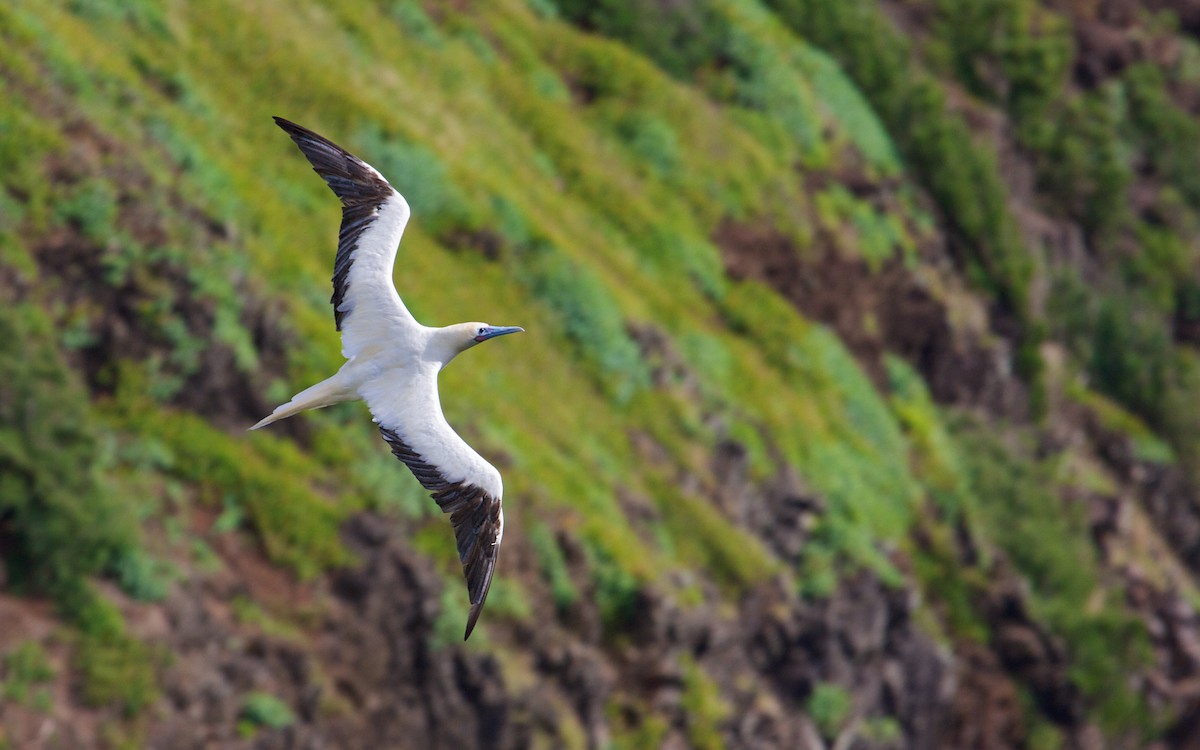 Red-footed Booby - Mike Andersen