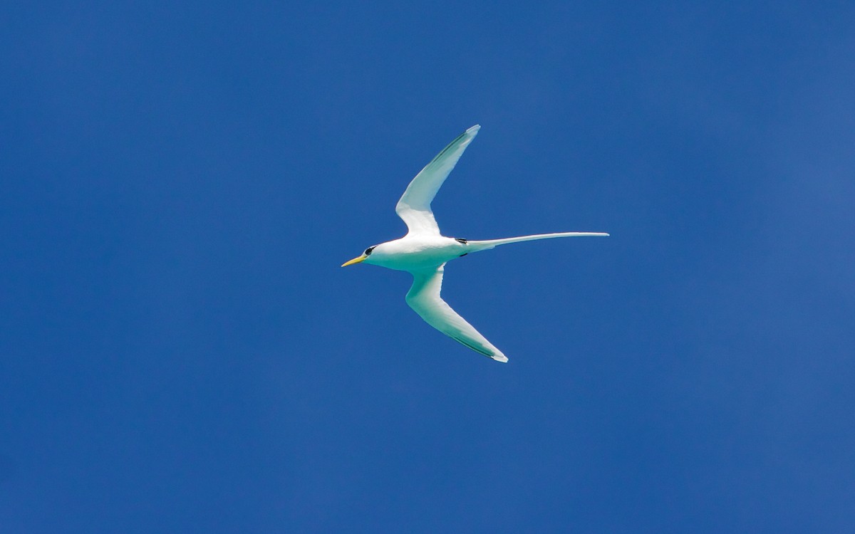 White-tailed Tropicbird - Mike Andersen