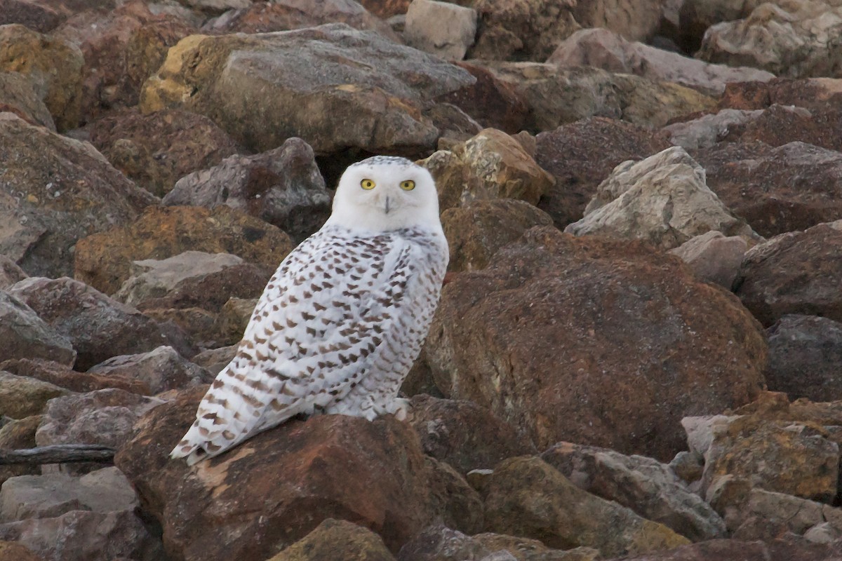 Snowy Owl - ML139081001