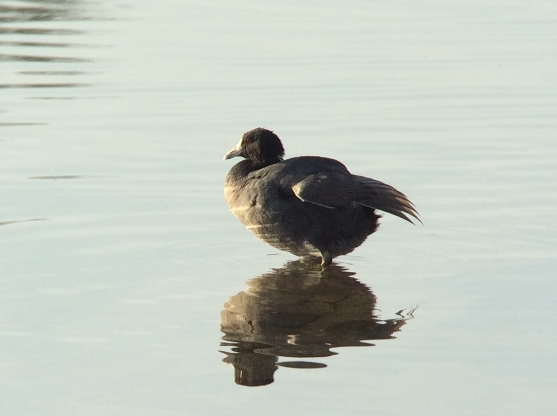 American Coot (Red-shielded) - ML139081591