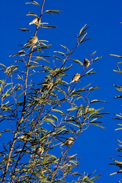 Lawrence's Goldfinch - ML139081641