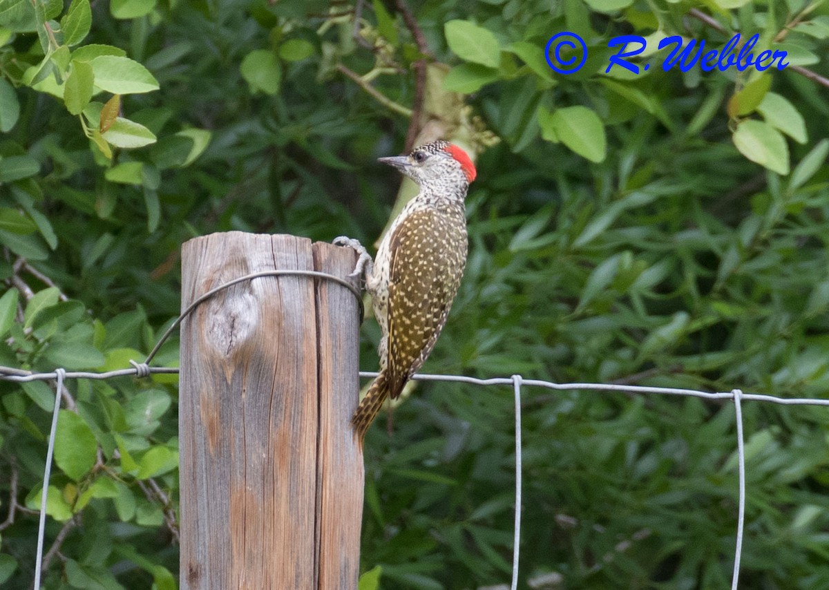 Golden-tailed Woodpecker - ML139083241