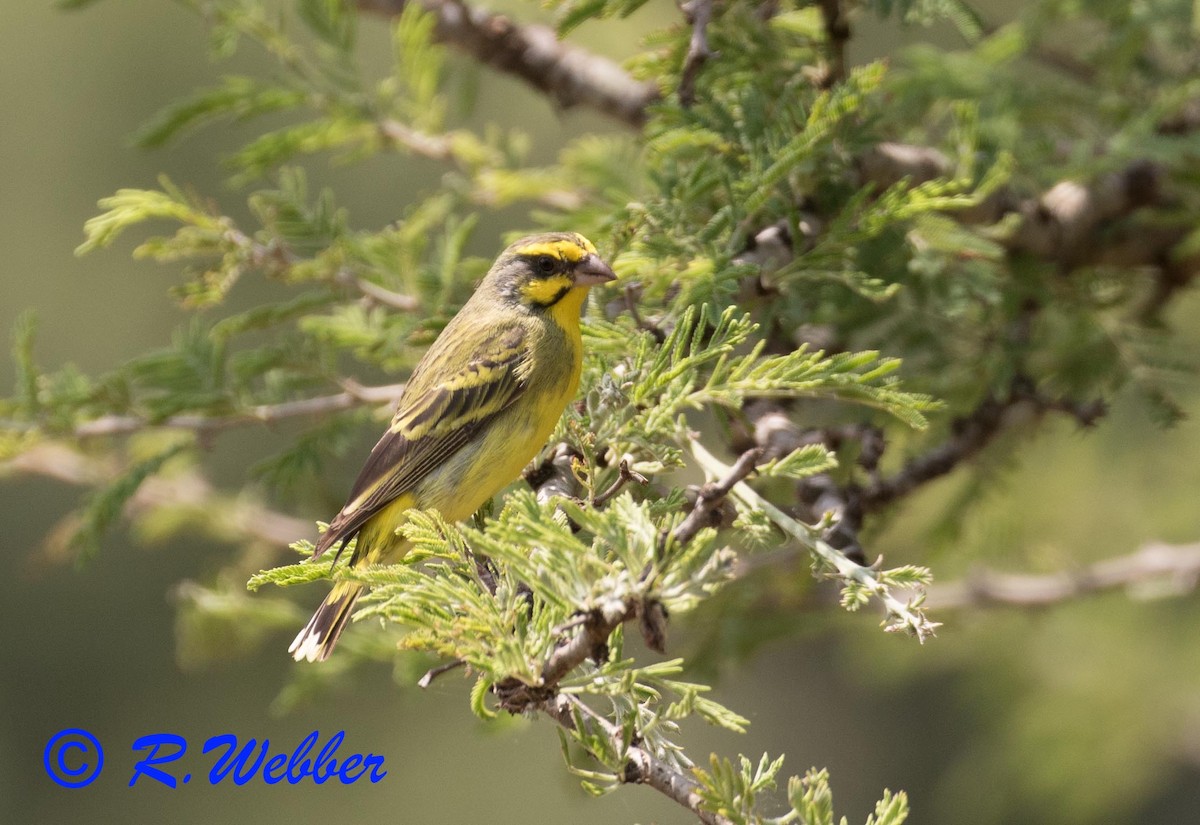 Yellow-fronted Canary - ML139083281