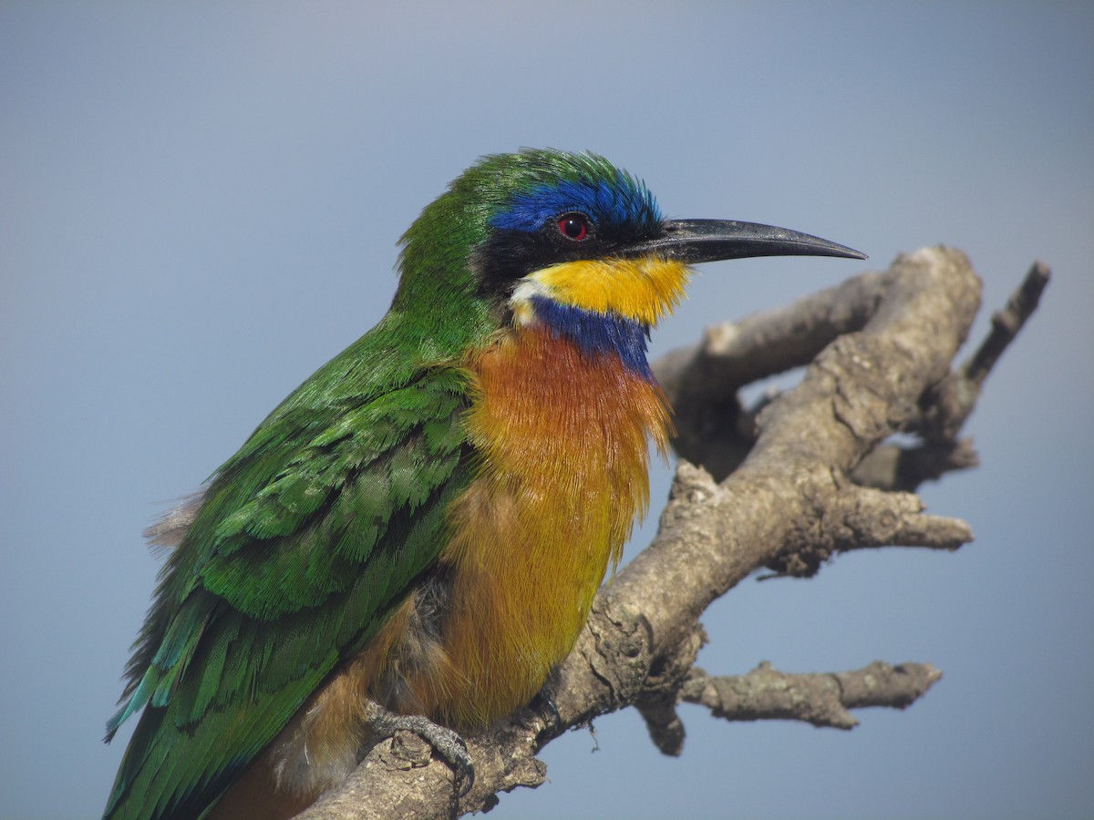 Ethiopian Bee-eater - ML139084371