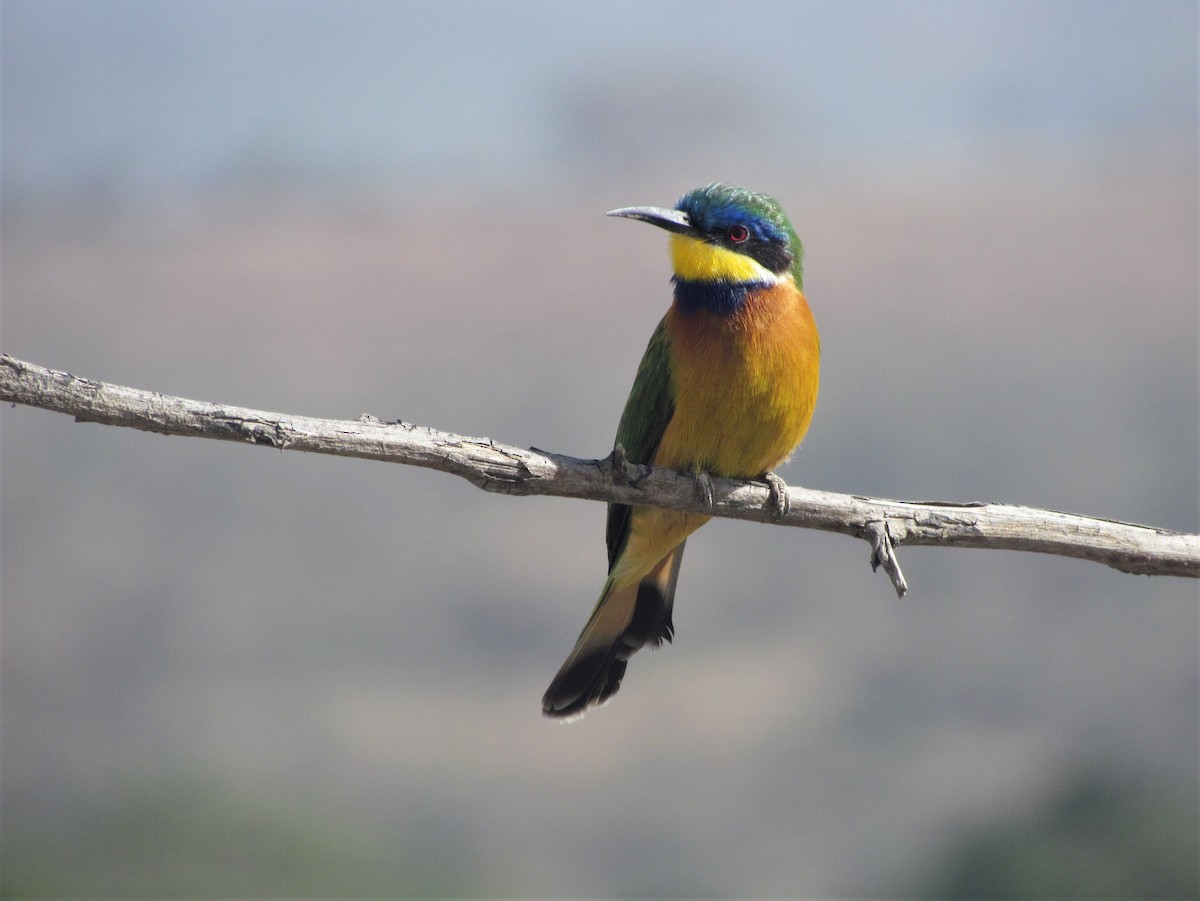 Ethiopian Bee-eater - ML139084401