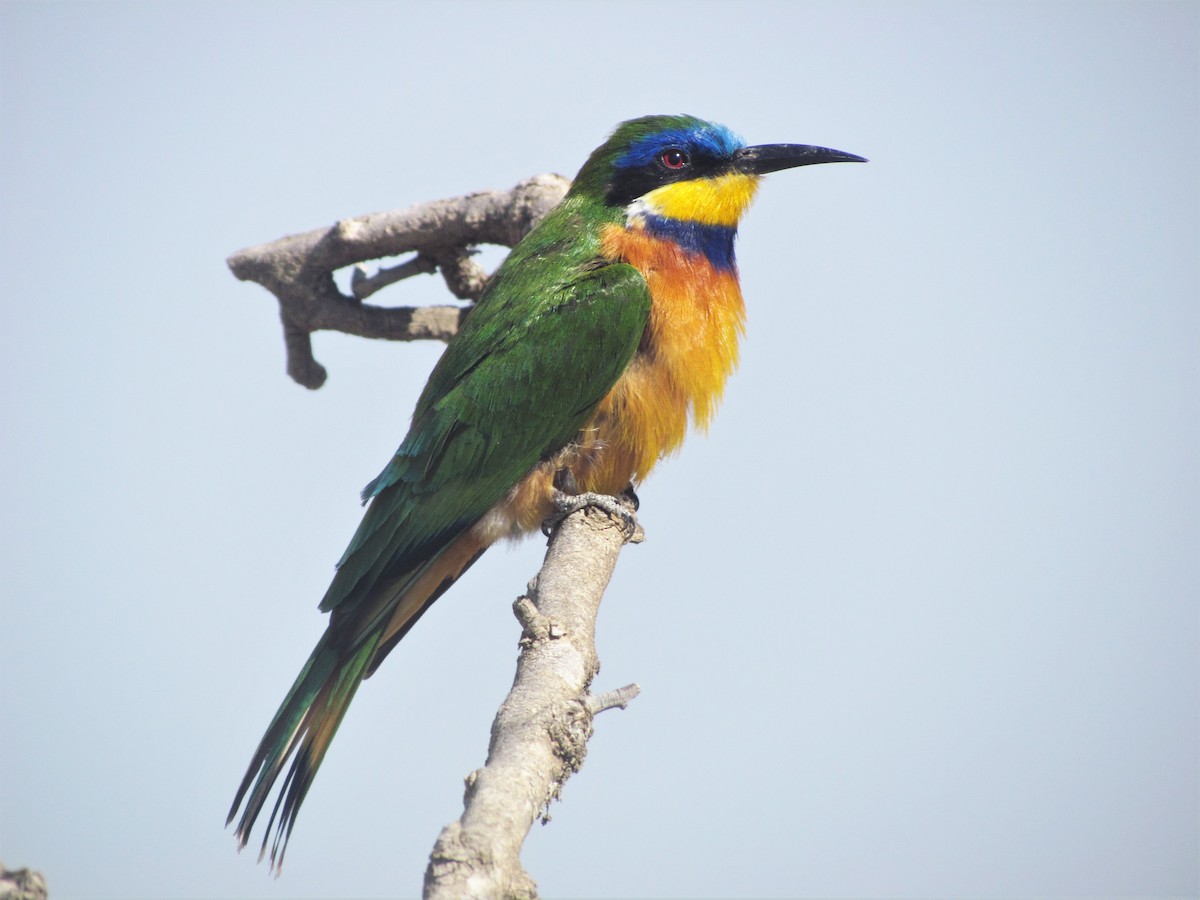 Ethiopian Bee-eater - Ottavio Janni