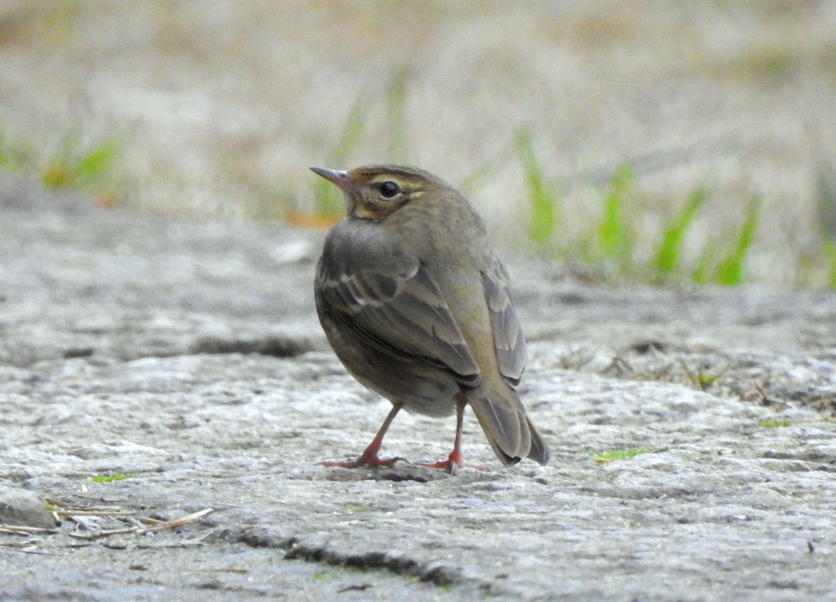 Olive-backed Pipit - ML139085751