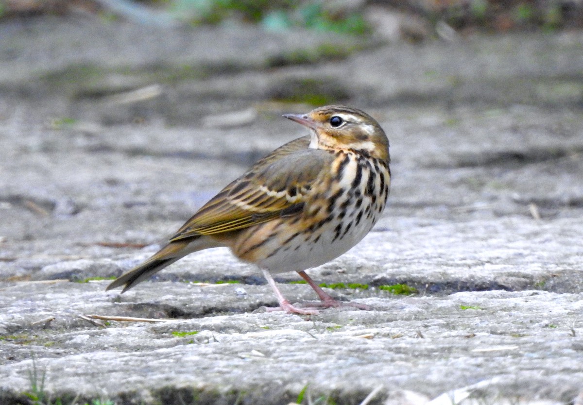 Olive-backed Pipit - ML139085761