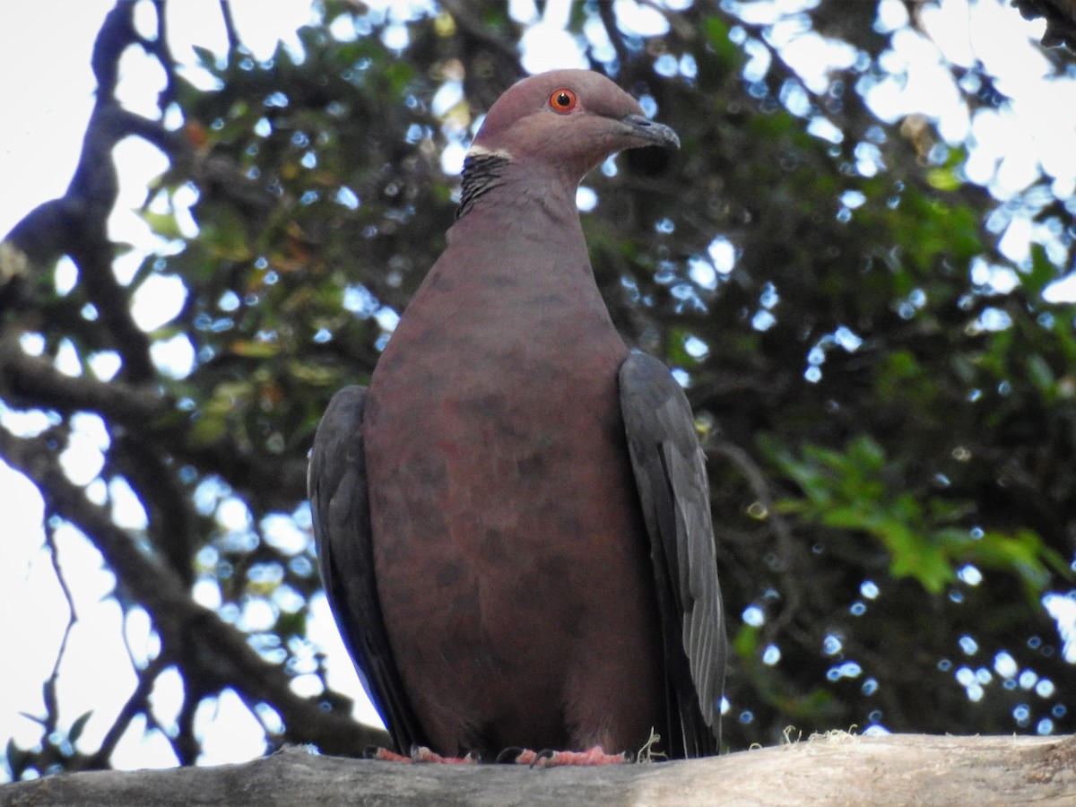 Chilean Pigeon - Pablo Alejandro Pla