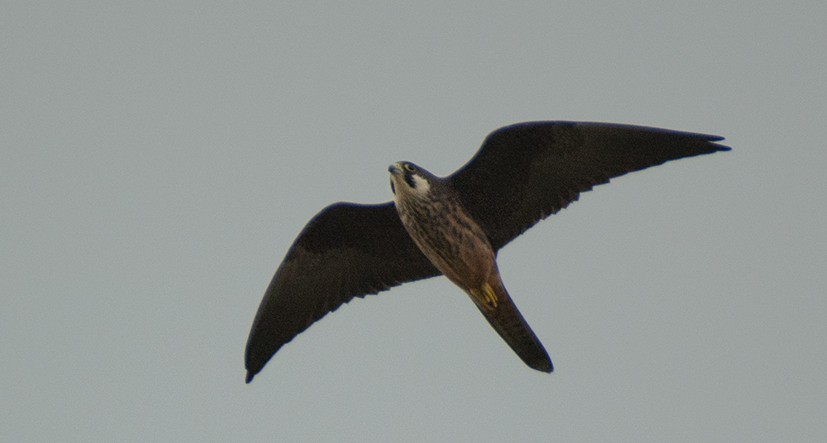 Eleonora's Falcon - Babis Tsilianidis