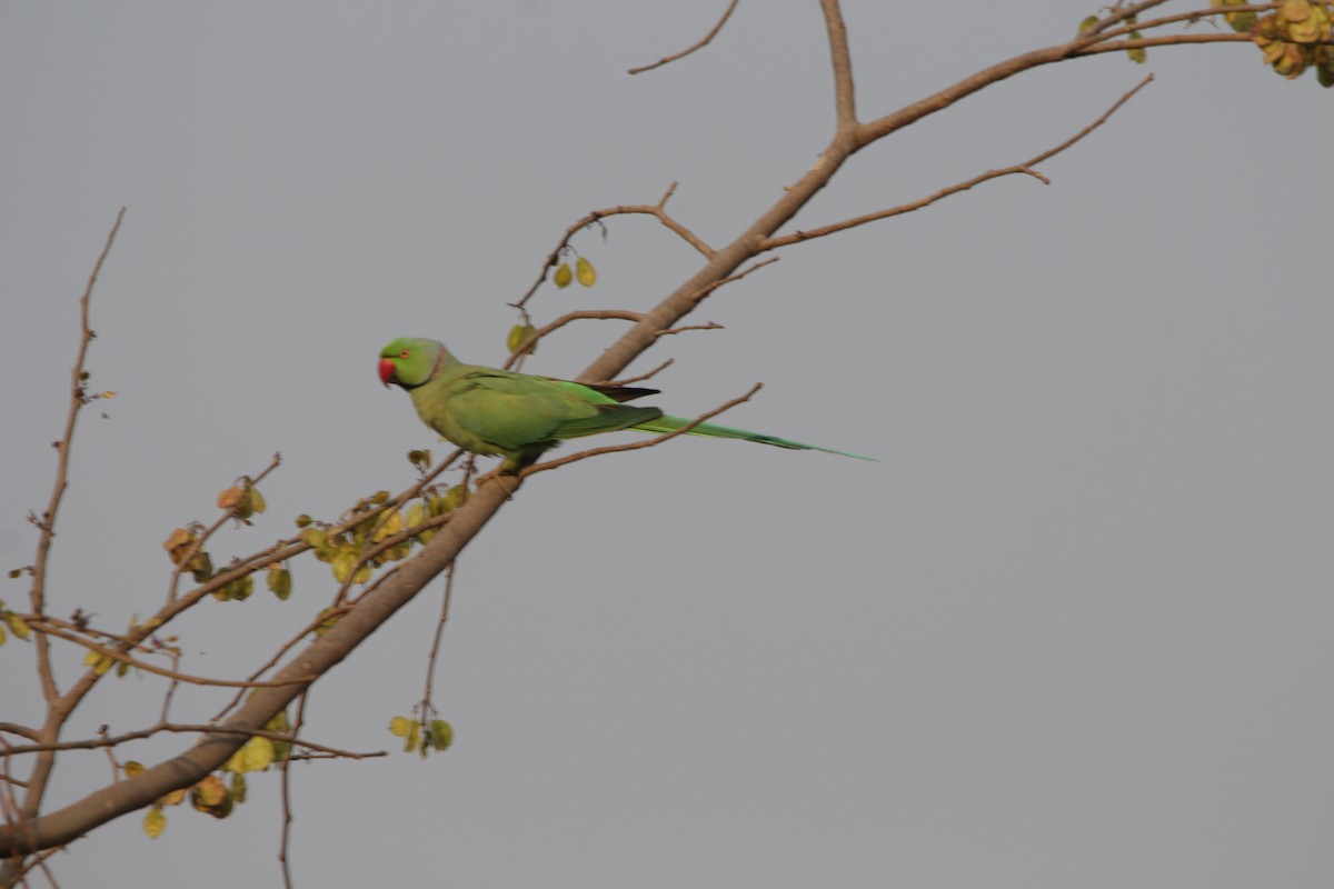 Rose-ringed Parakeet - Siddhesh Bhor