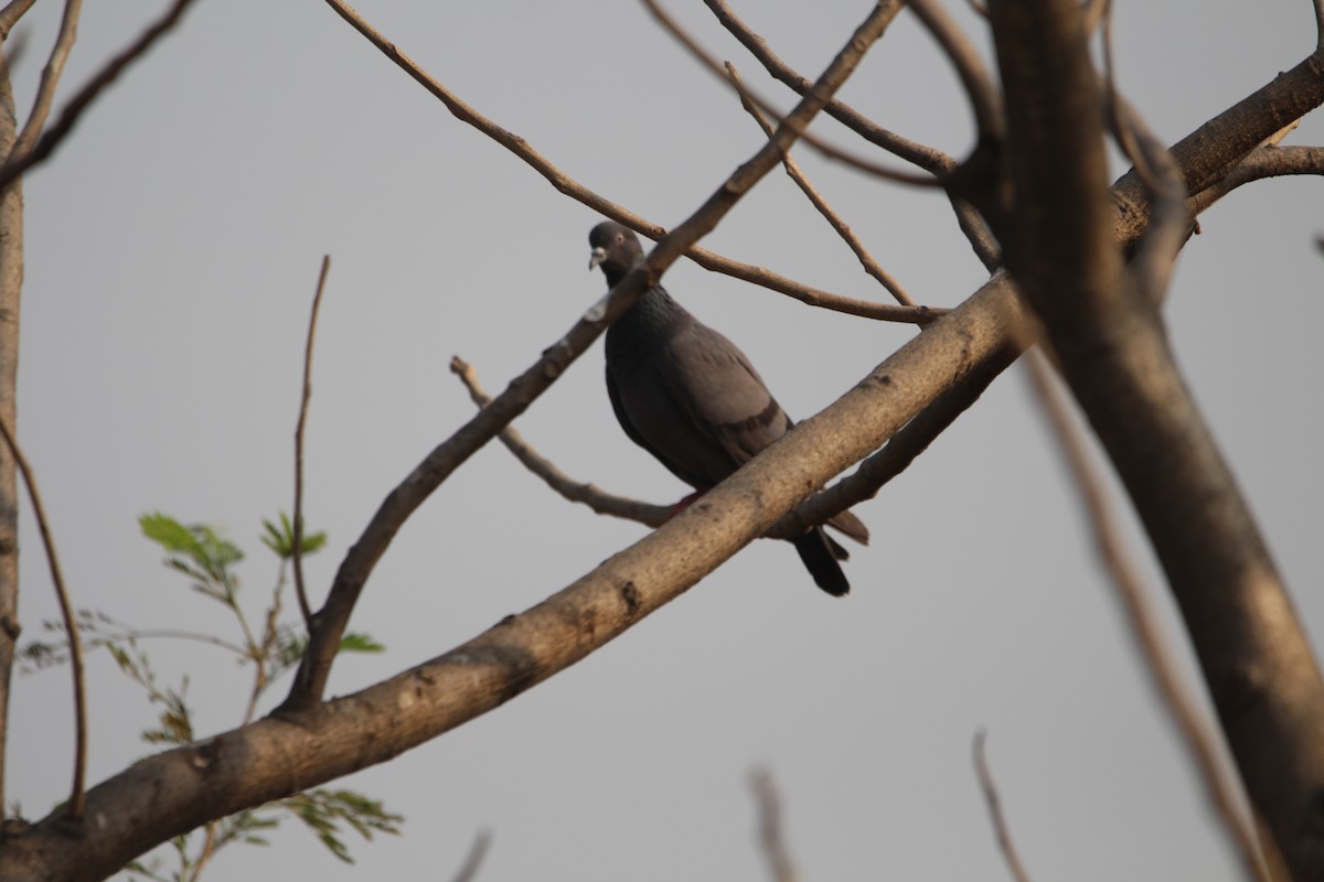 Rock Pigeon (Feral Pigeon) - Siddhesh Bhor