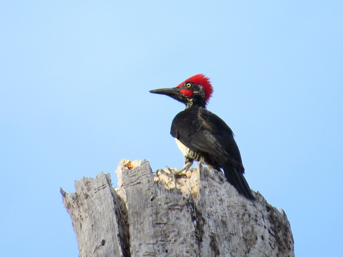 White-bellied Woodpecker - George Inocencio