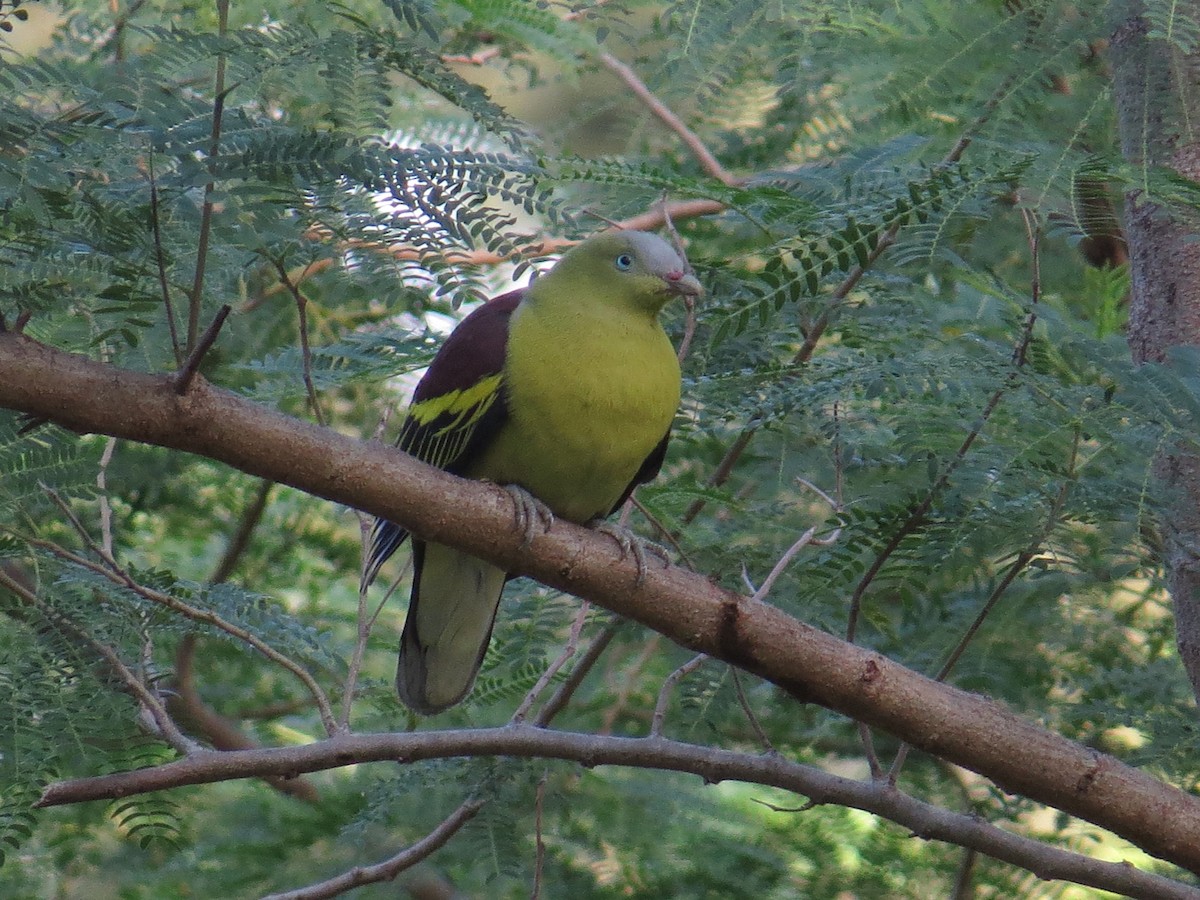 Philippine Green-Pigeon - George Inocencio