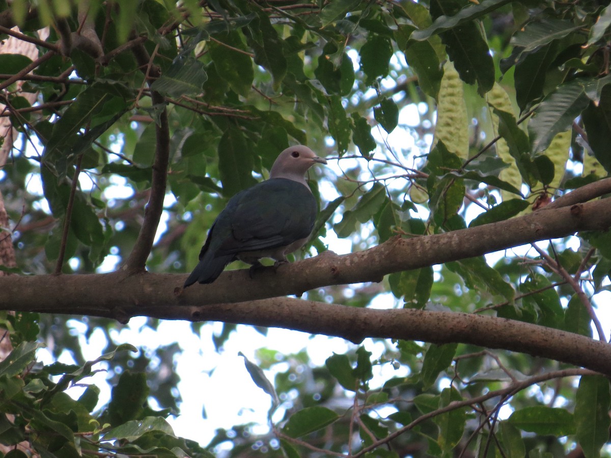 Green Imperial-Pigeon - George Inocencio