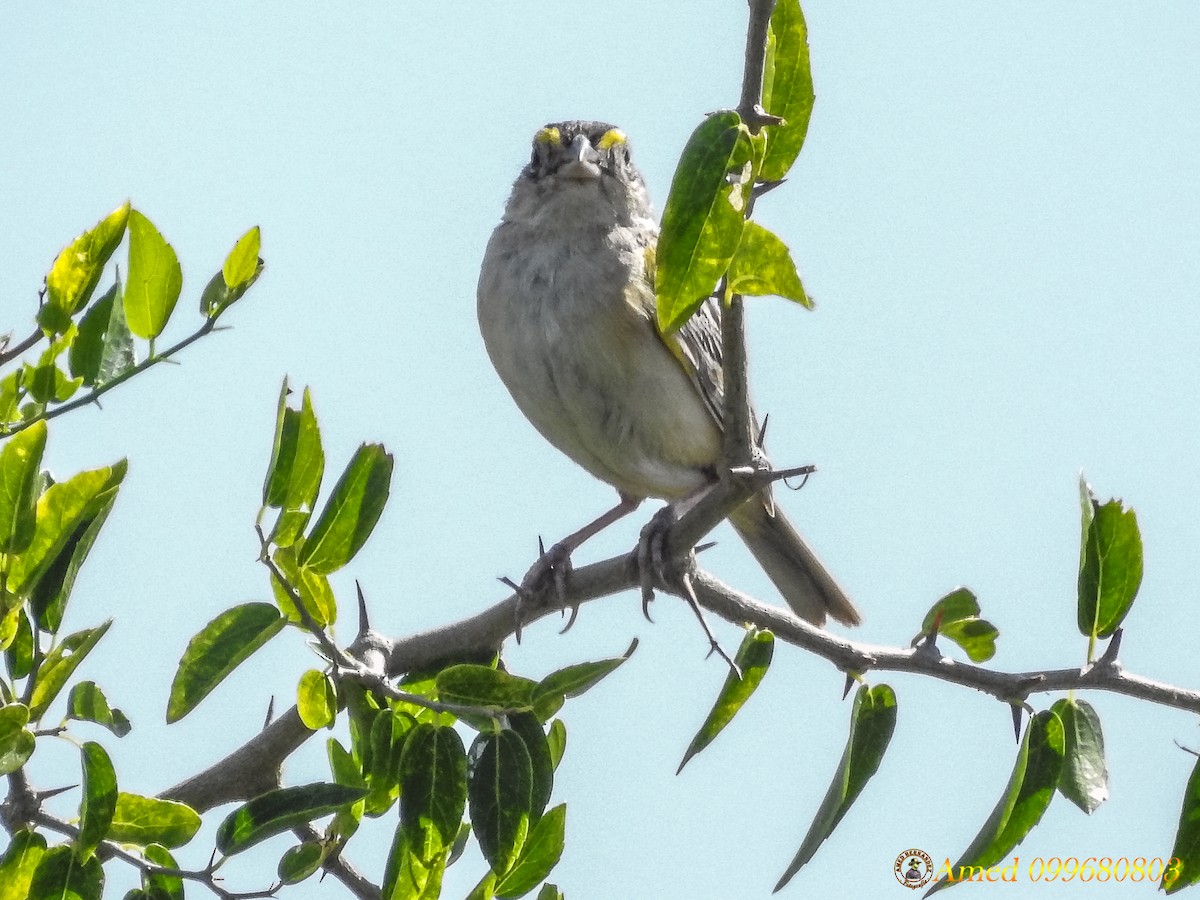 Grassland Sparrow - Amed Hernández