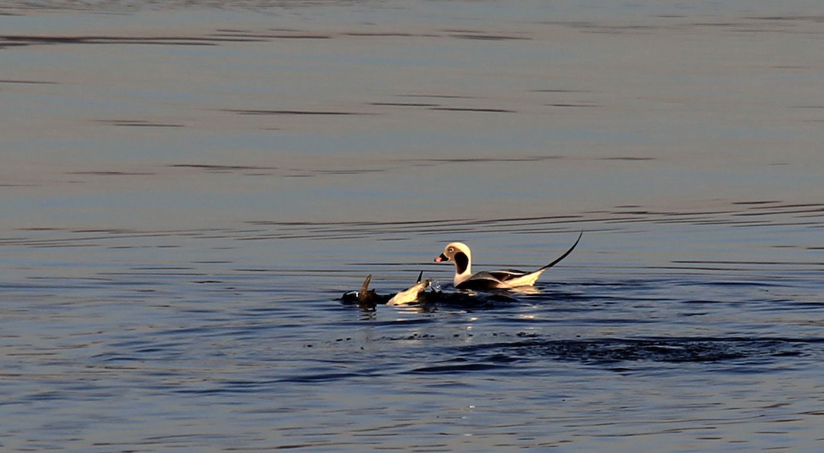 Long-tailed Duck - ML139098681