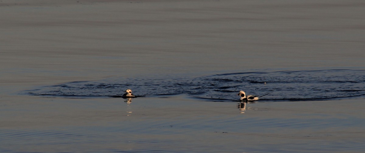 Long-tailed Duck - ML139098741