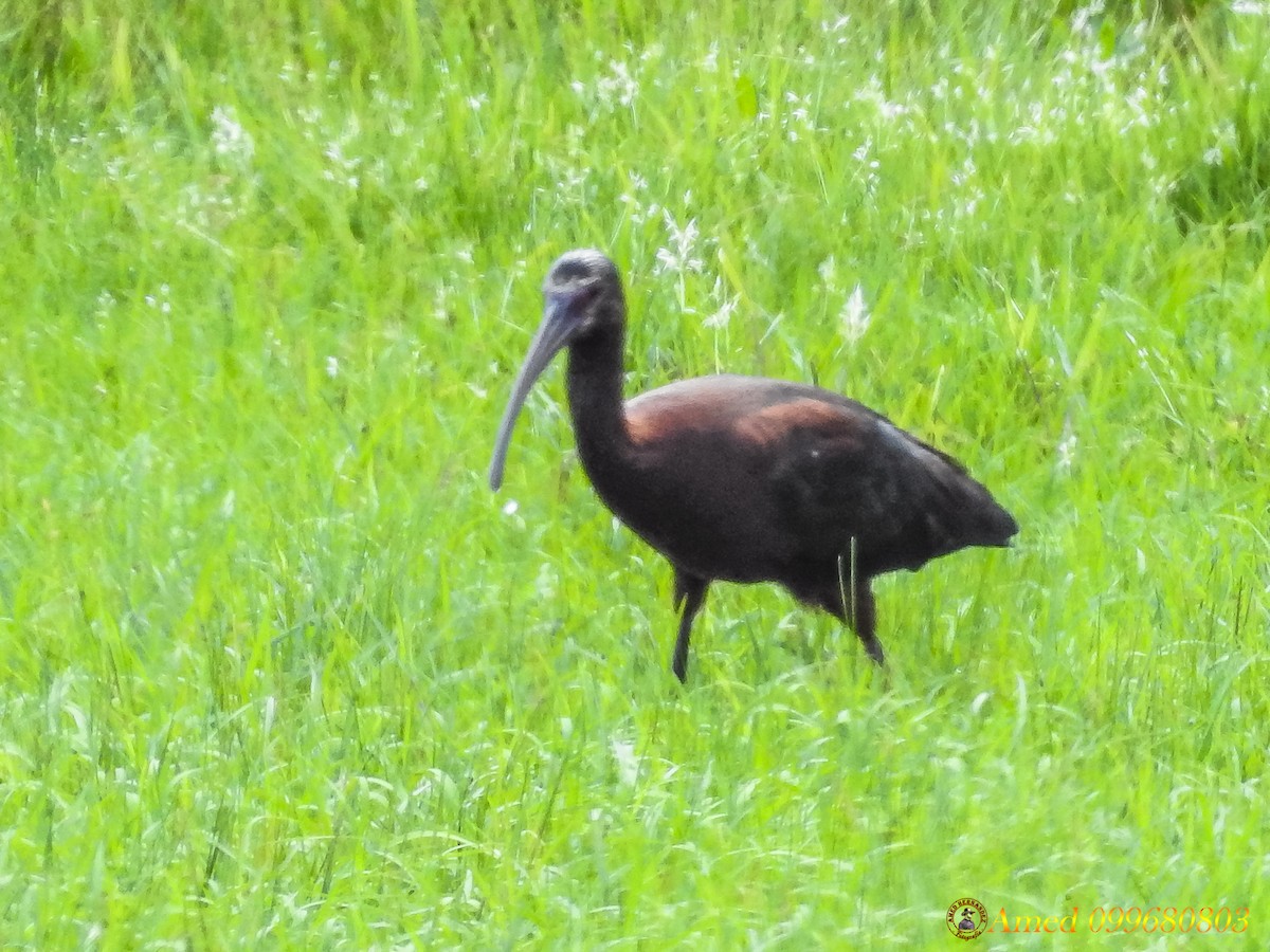 White-faced Ibis - Amed Hernández