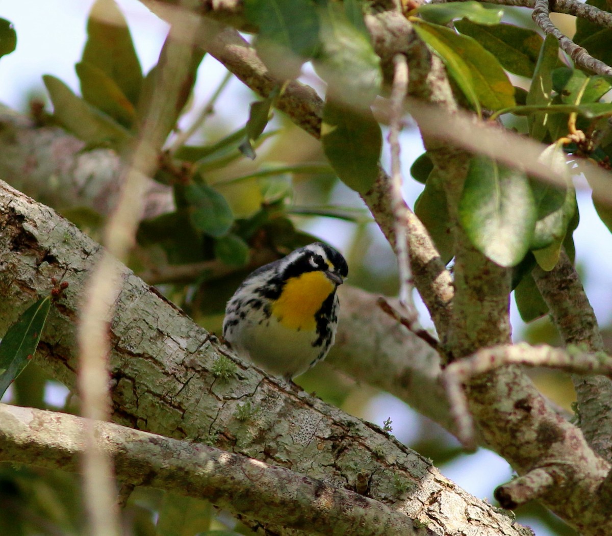 Yellow-throated Warbler - ML139098931