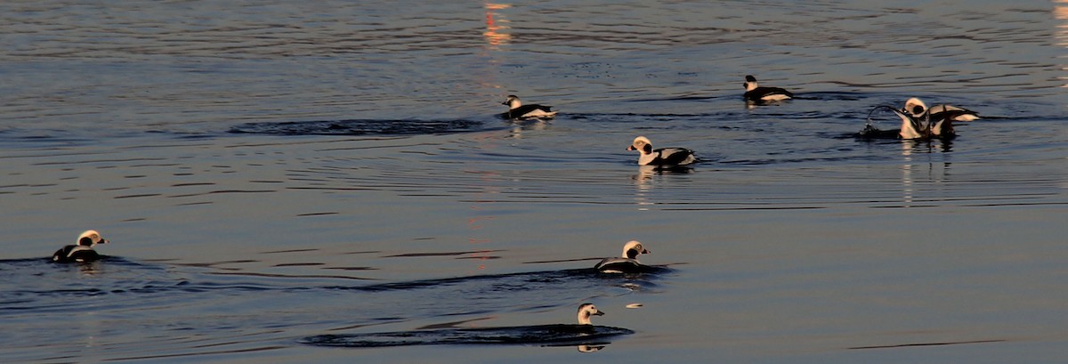 Long-tailed Duck - ML139098941