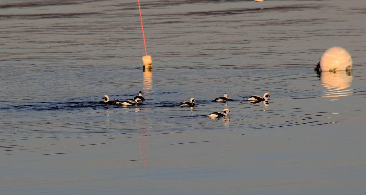 Long-tailed Duck - ML139099001