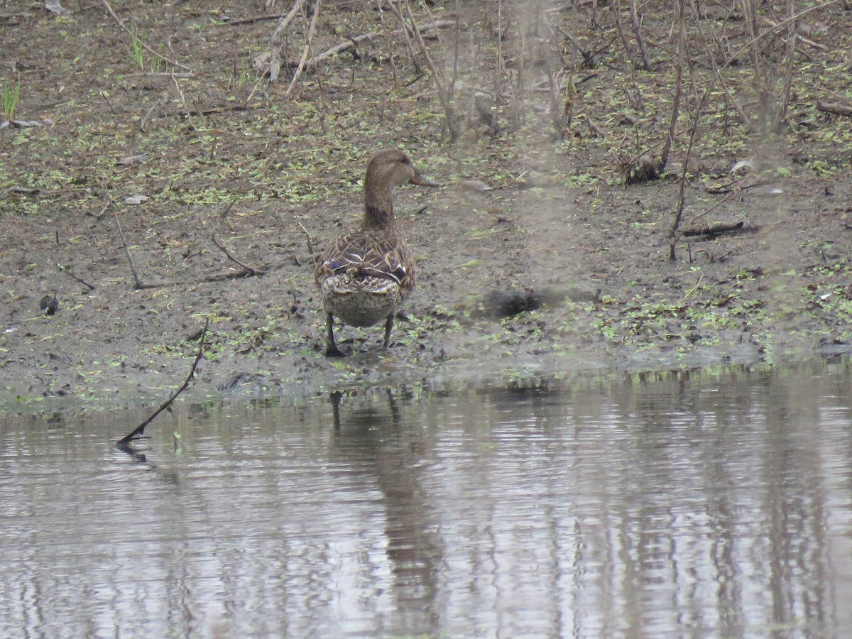 Green-winged Teal - ML139099071