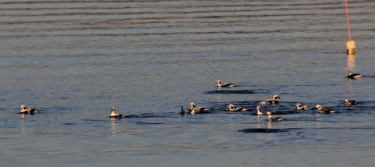 Long-tailed Duck - ML139099121