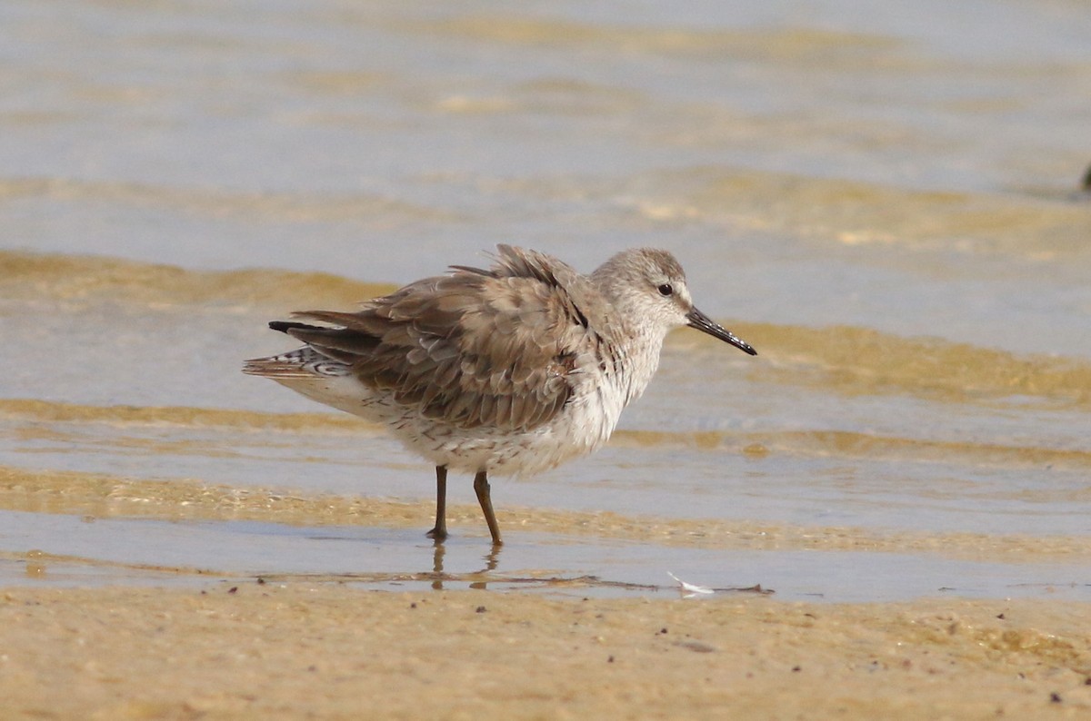 Red Knot - ML139099441