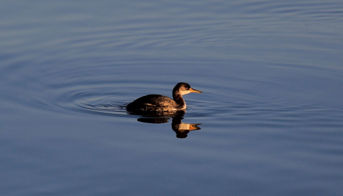 Red-necked Grebe - ML139100071