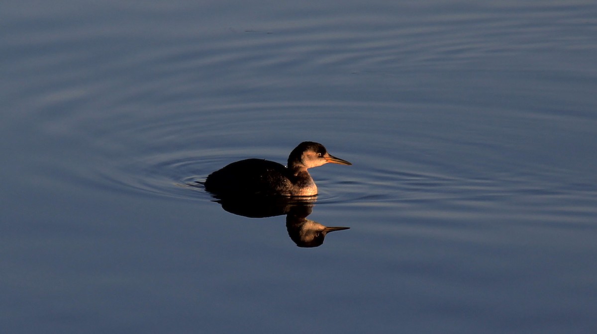 Red-necked Grebe - ML139100161
