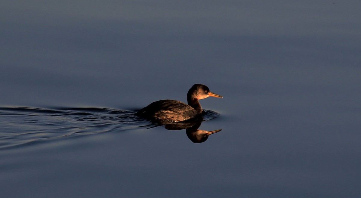 Red-necked Grebe - ML139100231