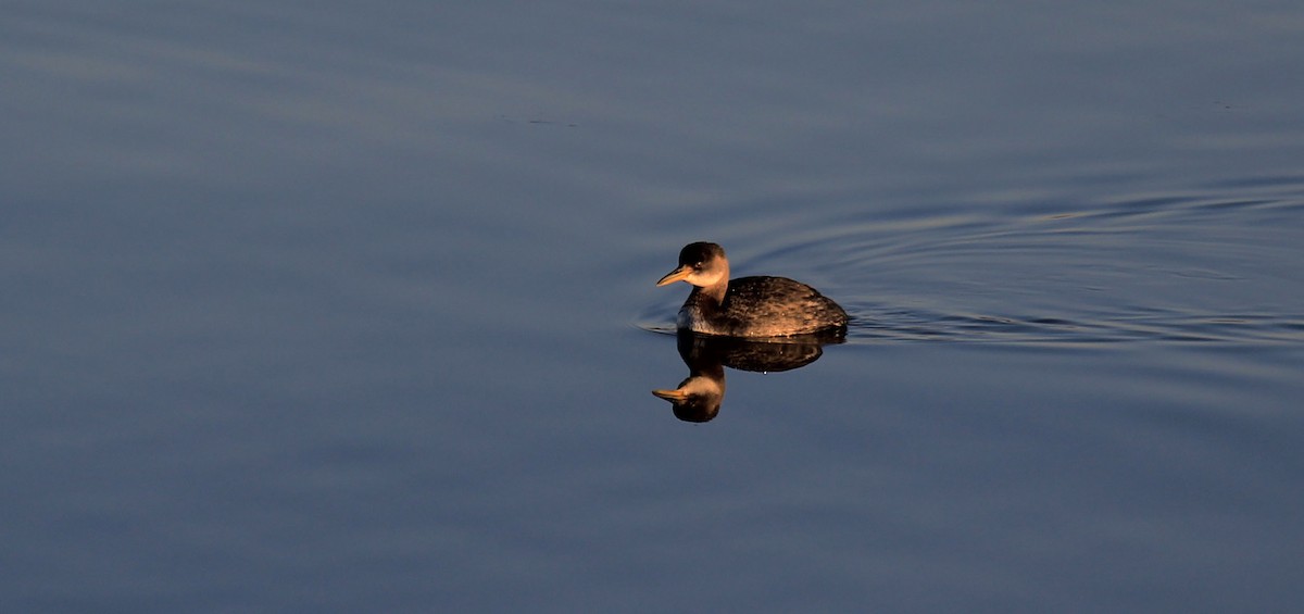 Red-necked Grebe - ML139100321
