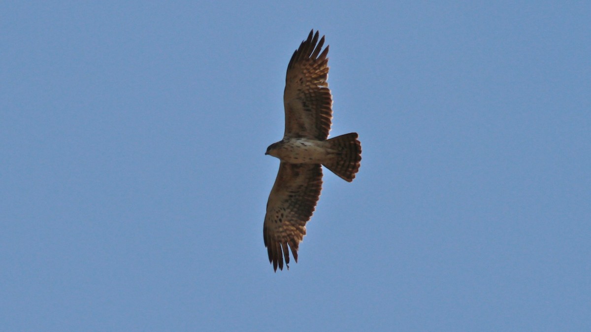 Ayres's Hawk-Eagle - ML139100891