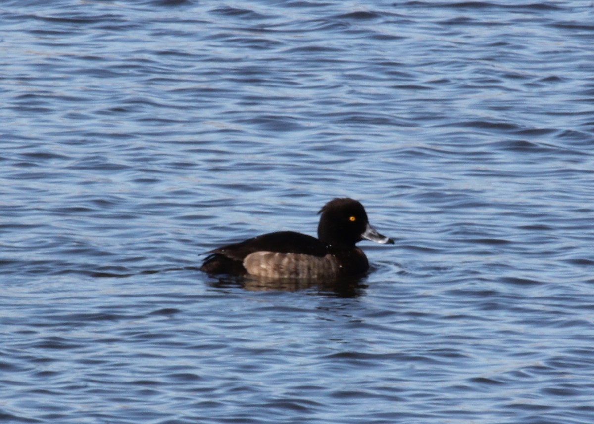 Tufted Duck - ML139101081