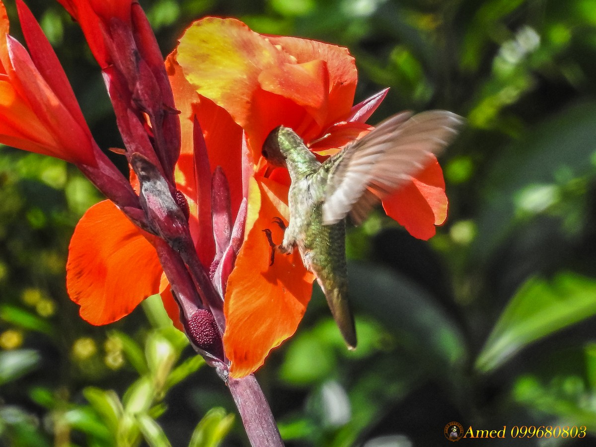 Gilded Hummingbird - ML139101521