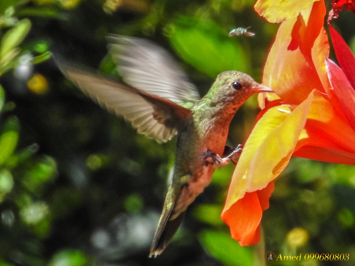 Gilded Hummingbird - ML139101551