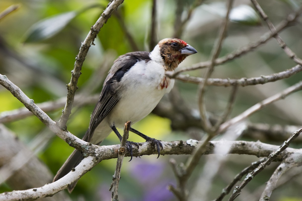 Red-cowled Cardinal - ML139102871
