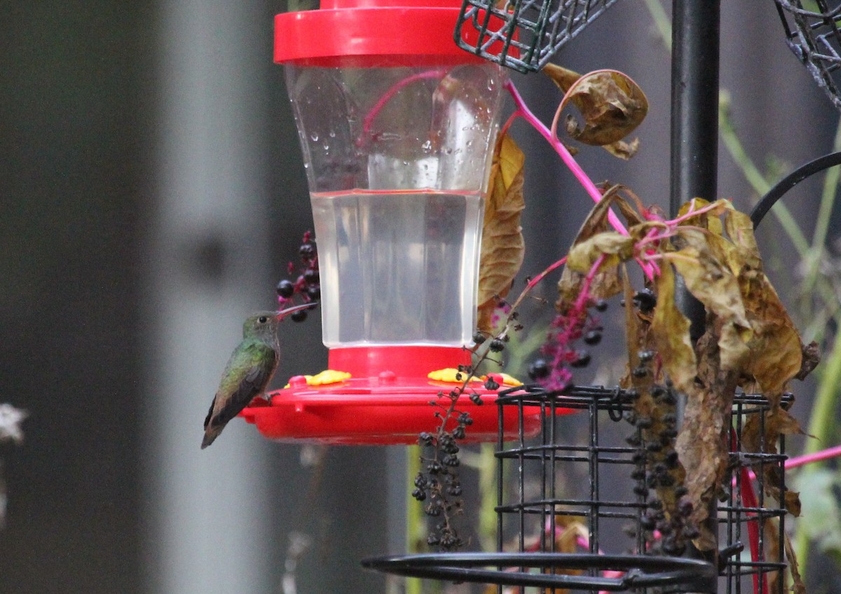 Buff-bellied Hummingbird - Lee Adams