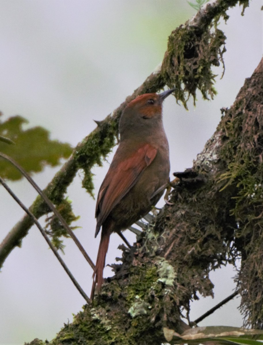 Red-faced Spinetail - ML139103291