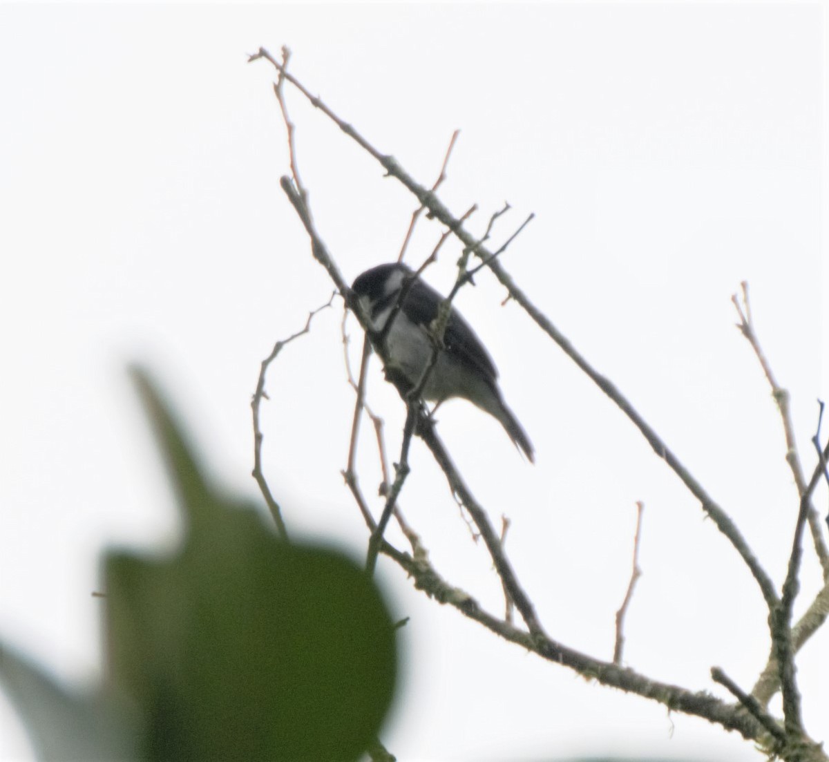 Variable Seedeater - Sue Riffe